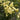 Acacia Rigidula